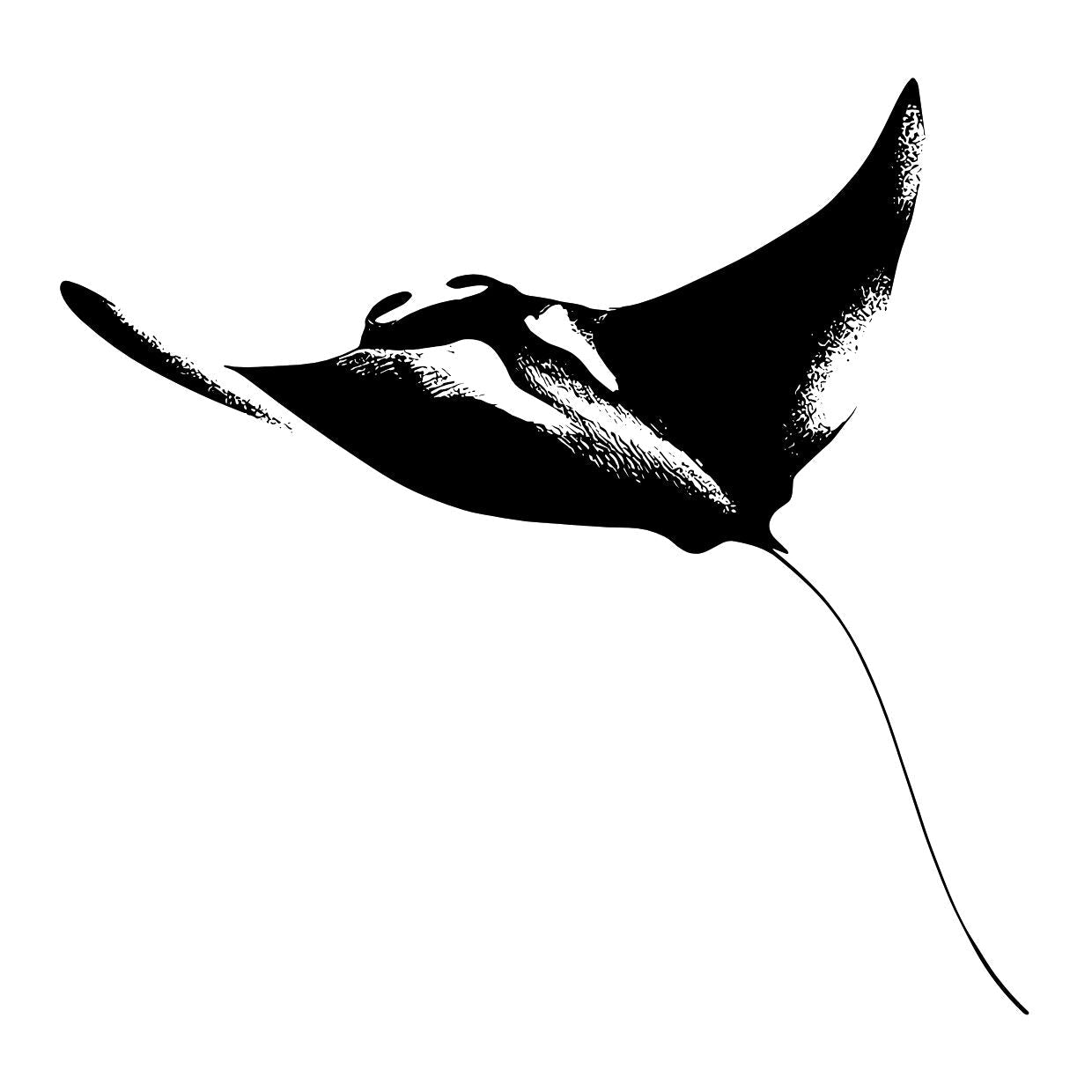 Majestic Manta Ray 1 - Temporalis